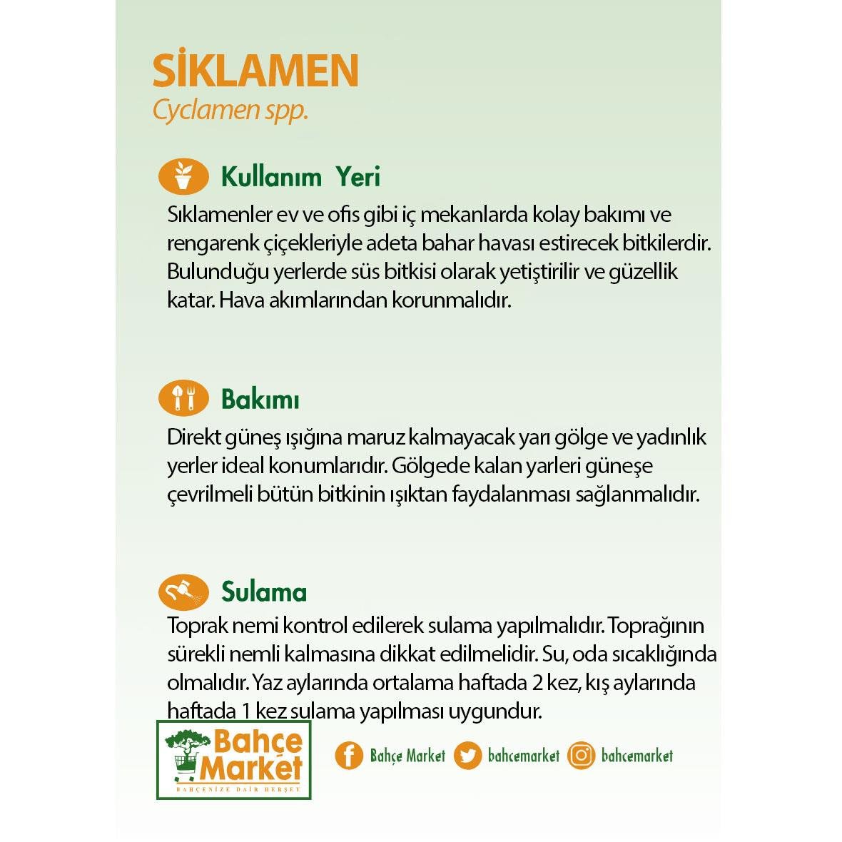 Sıklamen 20-30 Cm