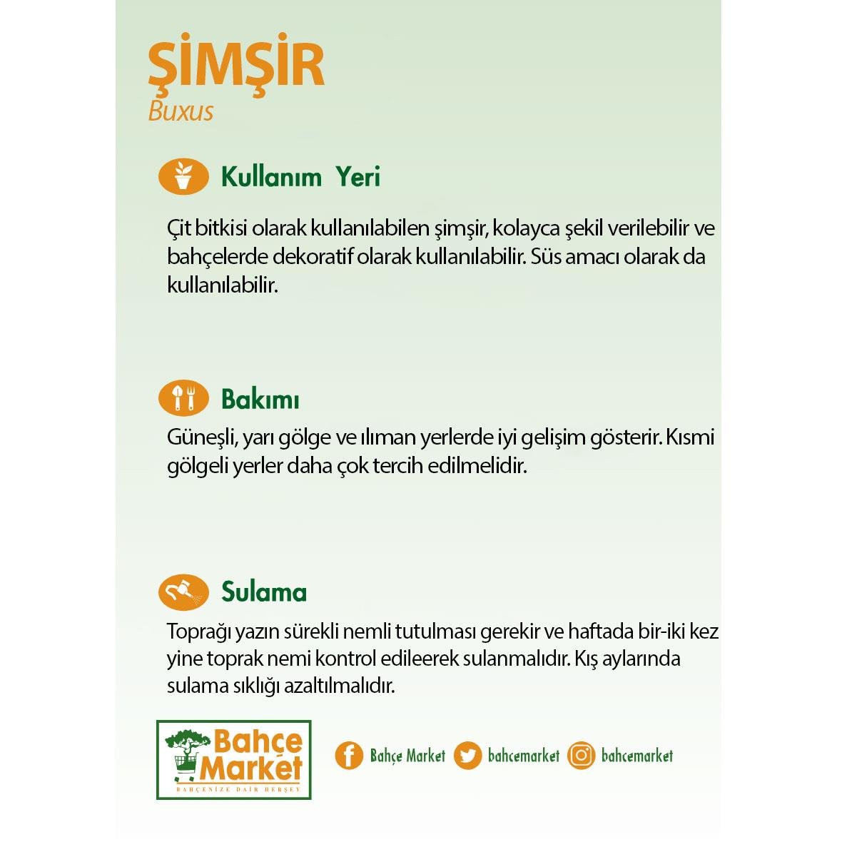 Şimşir Bitkisi 10-20 Cm