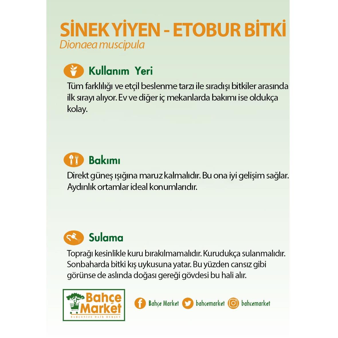 Sinek Yiyen Etobur Bitki Yeşil