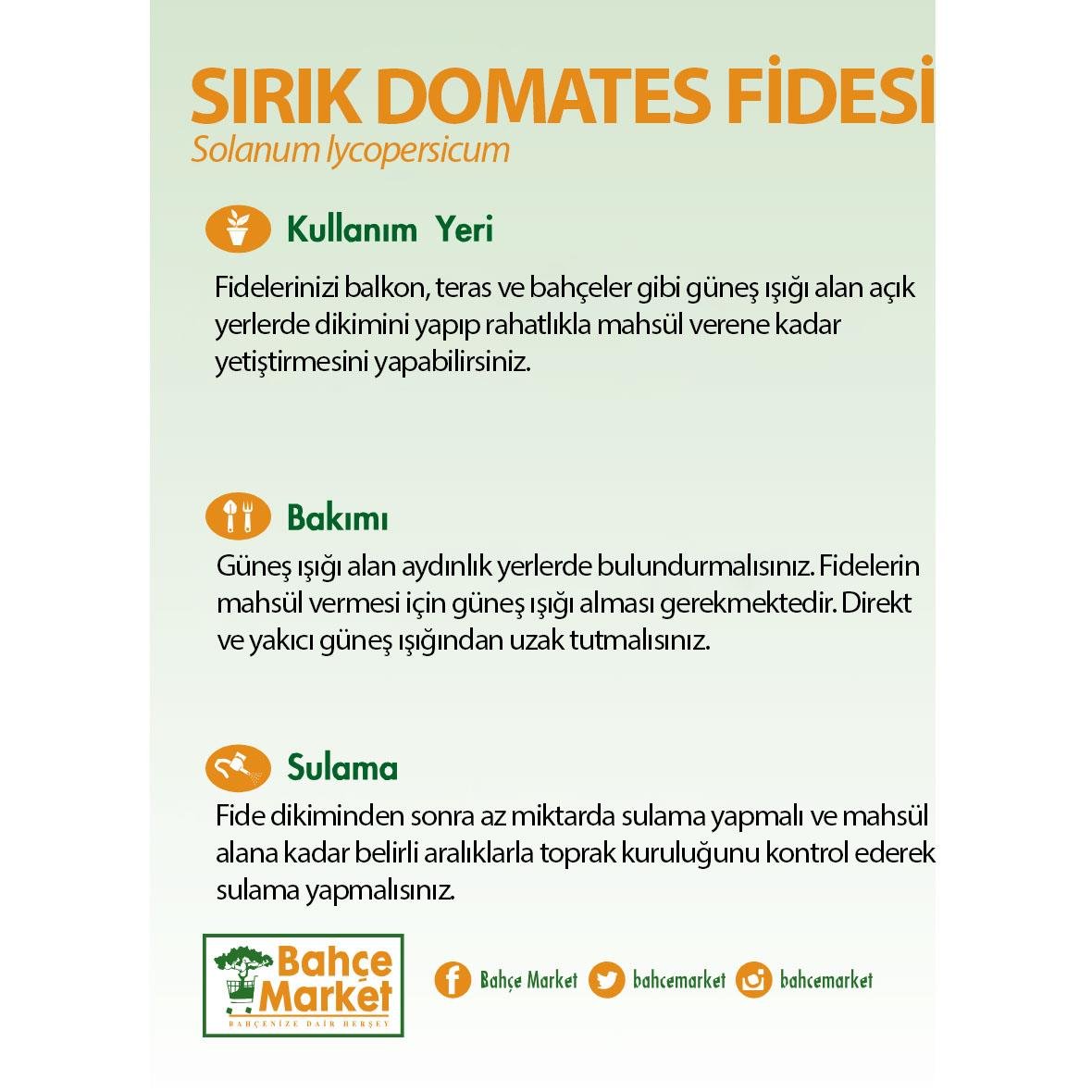 Sırık Domates Fidesi