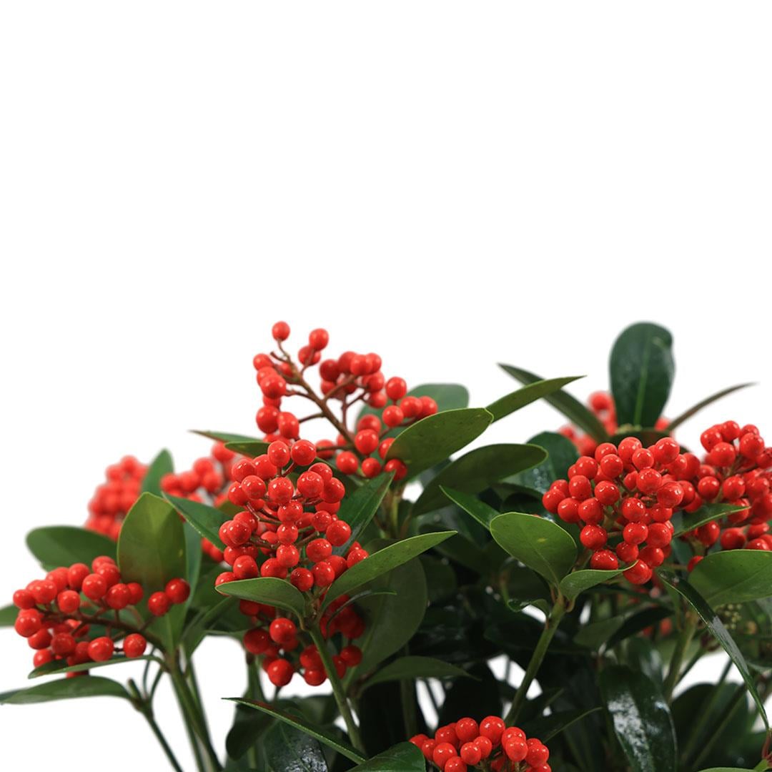 Skimmia Temptation (Kırmızı Köpük Çalısı) 40-60 Cm