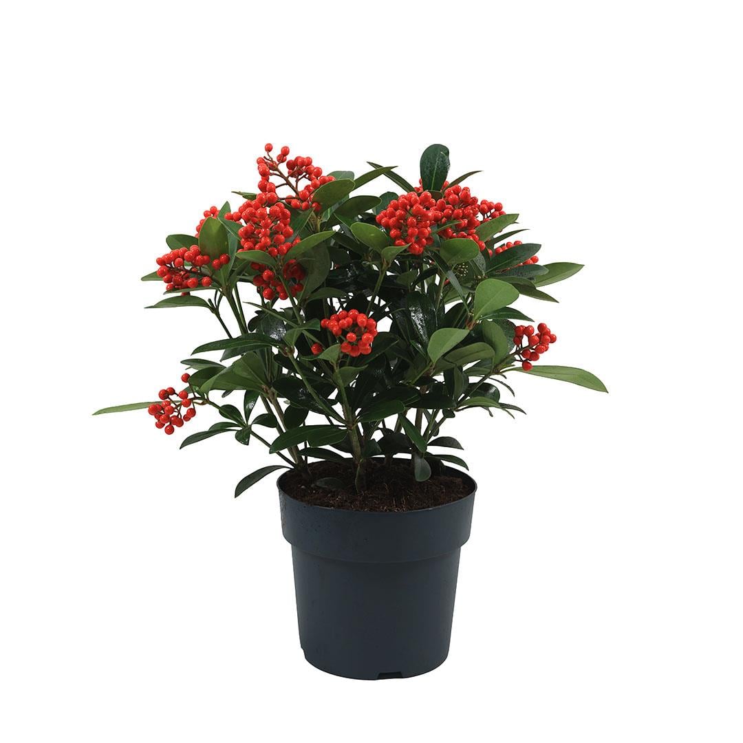 Skimmia Temptation (Kırmızı Köpük Çalısı) 40-60 Cm