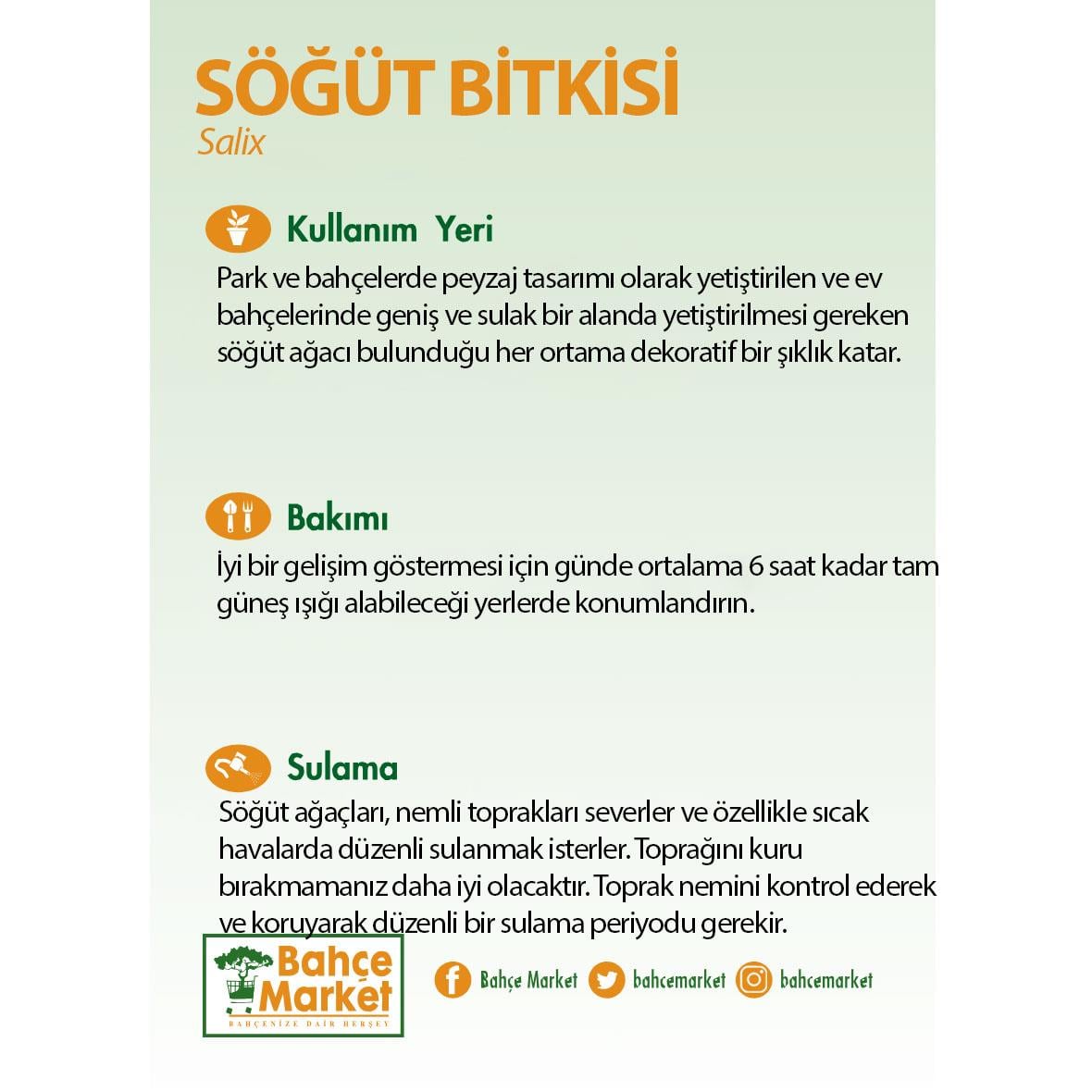 Söğüt Bitkisi