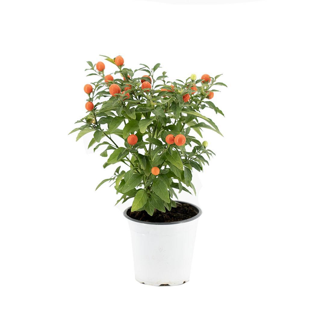 solanum-kudus-kirazi-10-20-cm-027e5-.jpg