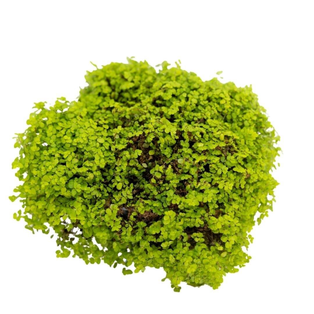 Soleirolia Groen 20-25 Cm Yeşil