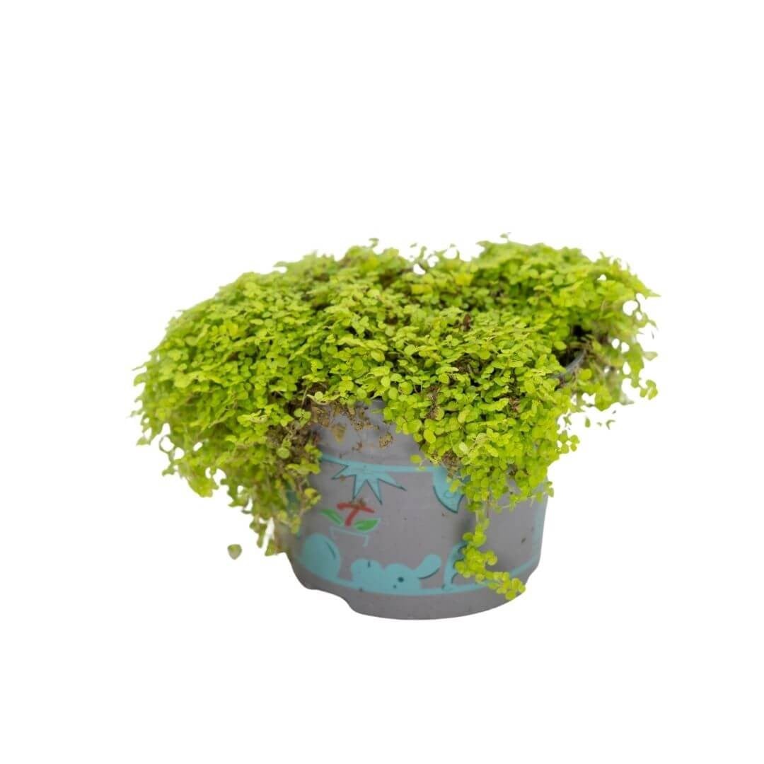 Soleirolia Groen 20-25 Cm Yeşil