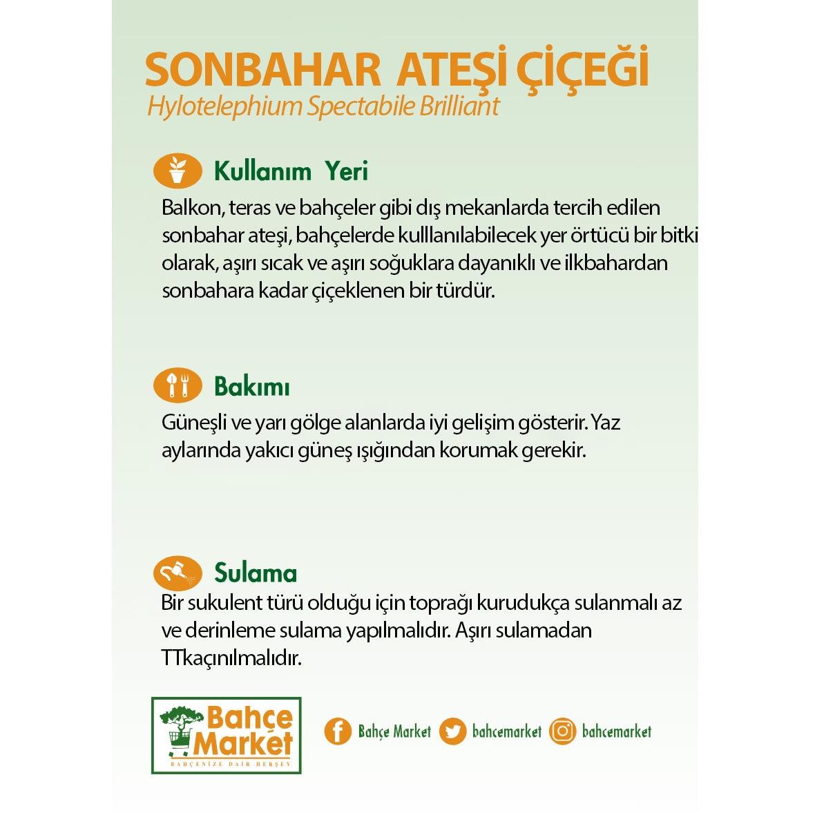 Sonbahar Ateşi Çiçeği