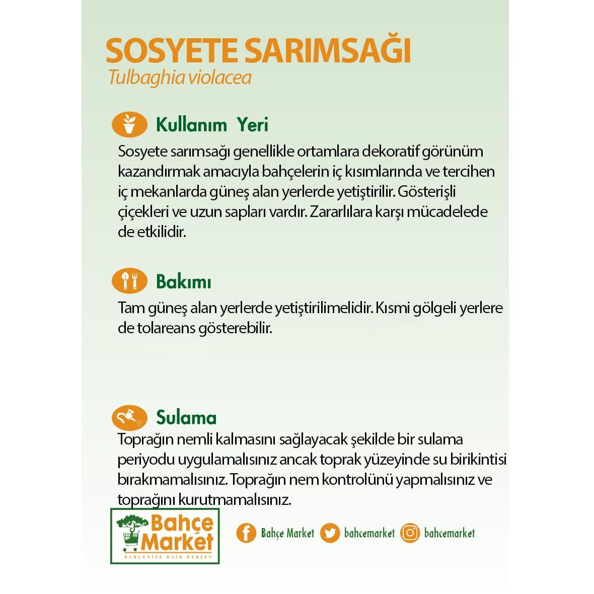 Sosyete Sarımsağı (Tulbaghia Violacea)