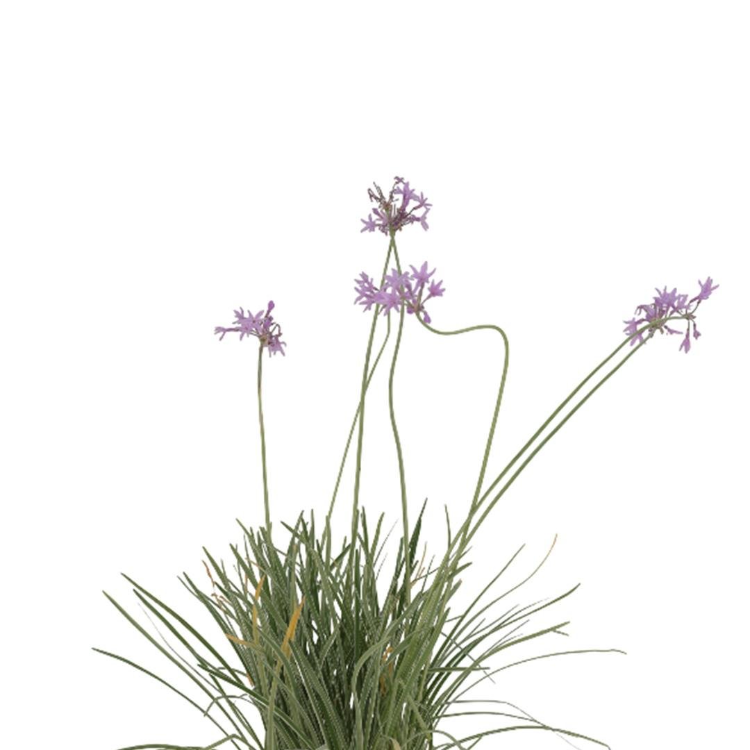 Sosyete Sarımsağı (Tulbaghia Violacea)