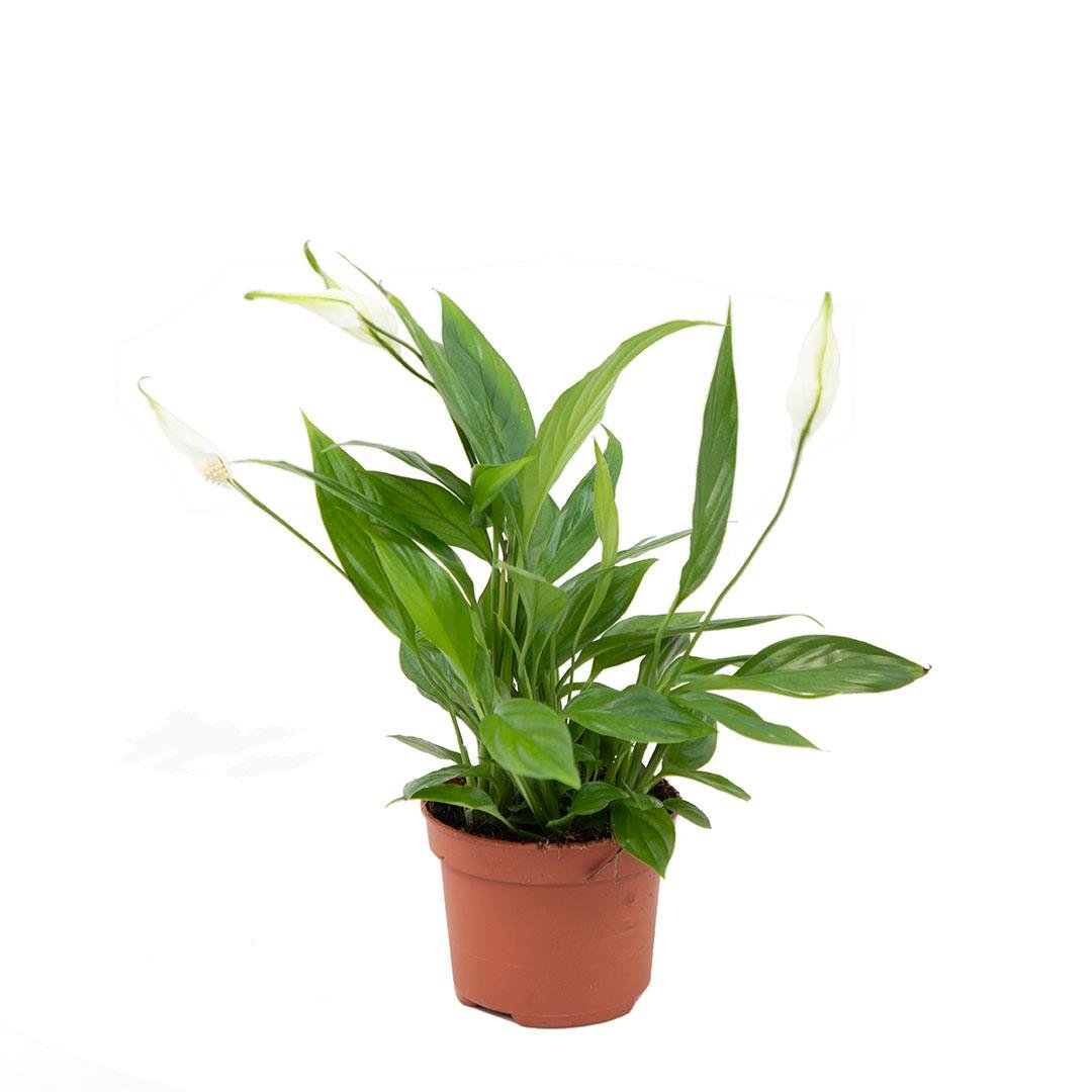 Spatfillum (Barış Çiçeği) 30-40 Cm