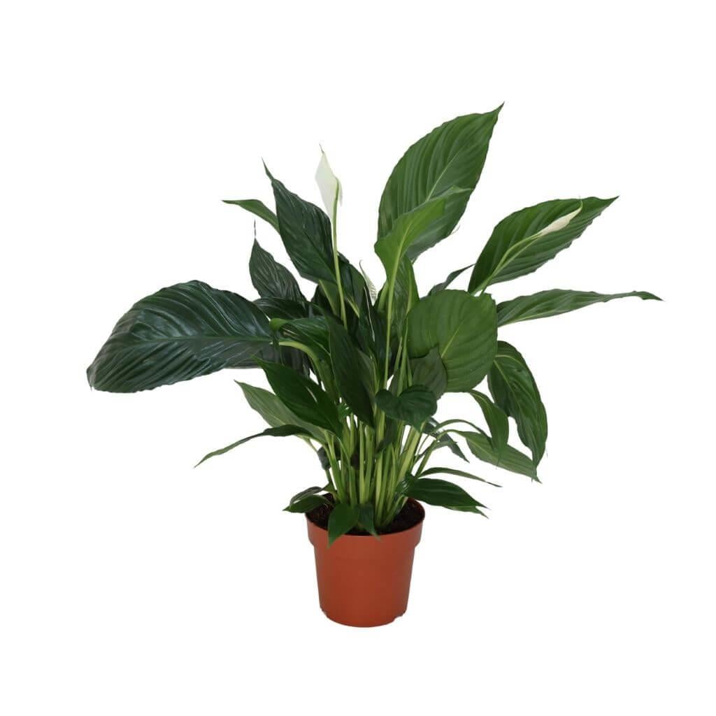 SPATFİLLUM ( BARIŞ ÇİÇEĞİ ) 40-60 CM
