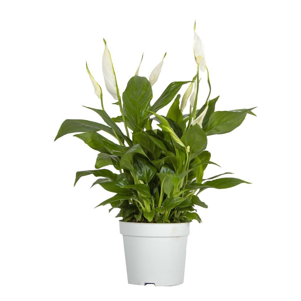 spatfillum-baris-cicegi-40-60-cm-4eb4-9.jpg