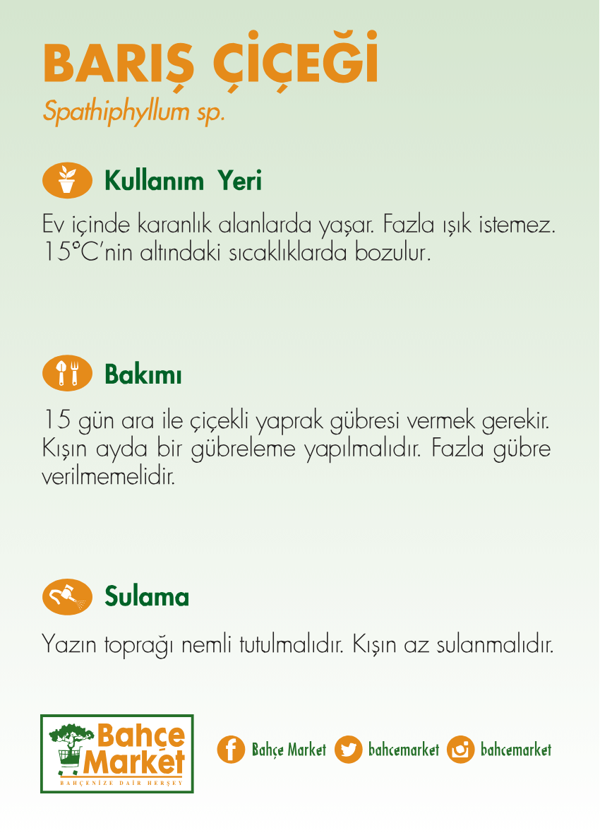SPATFİLLUM ( BARIŞ ÇİÇEĞİ ) 40-60 CM
