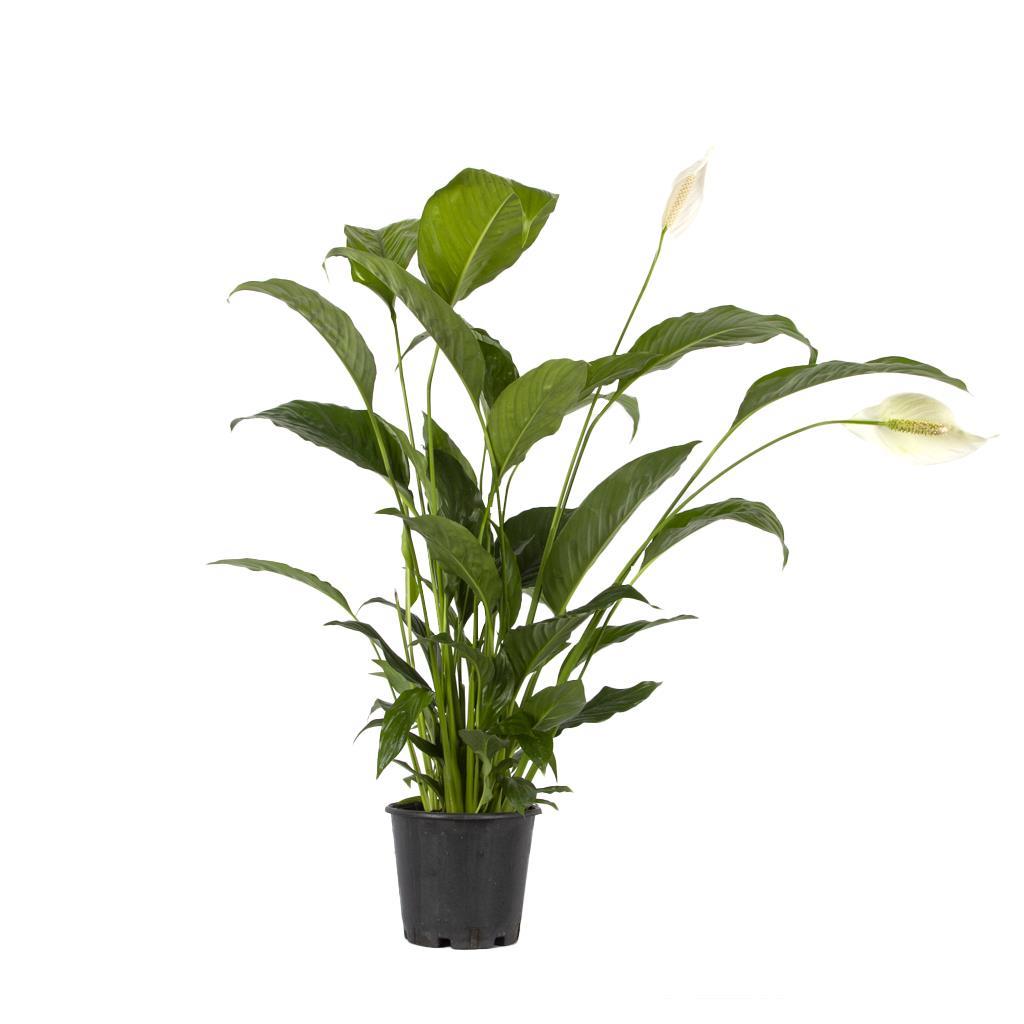 spatfillum-baris-cicegi-60-80-cm-9-8547.jpg