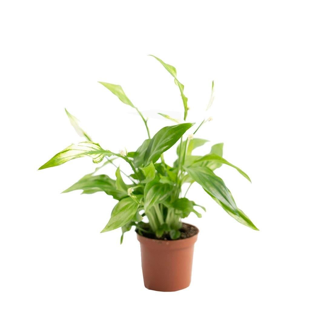 Spathiphyllum ( Barış Çiçeği )