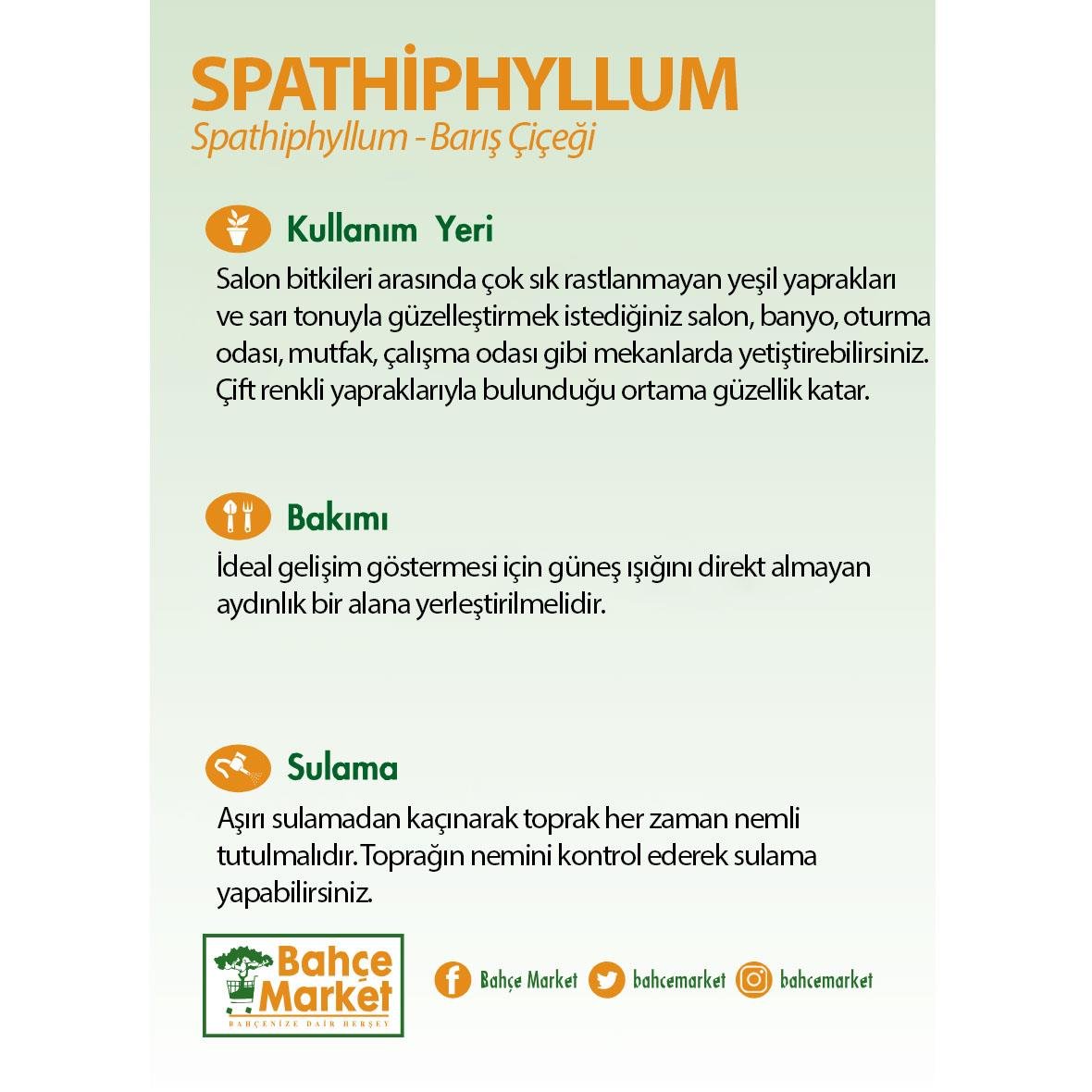 Spathiphyllum ( Barış Çiçeği ) 40-60 Cm Yeşil