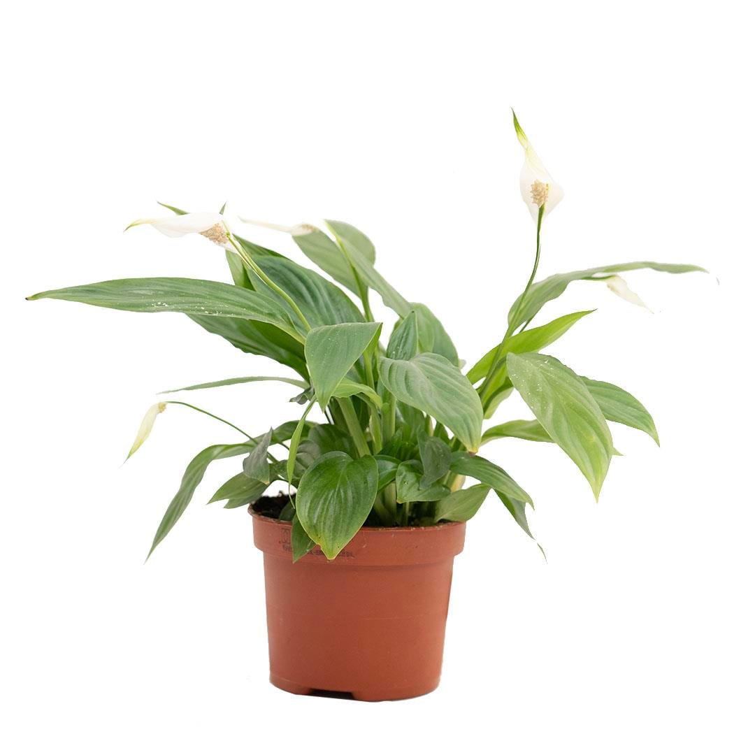 Spathiphyllum ( Barış Çiçeği ) 40-60 Cm Yeşil