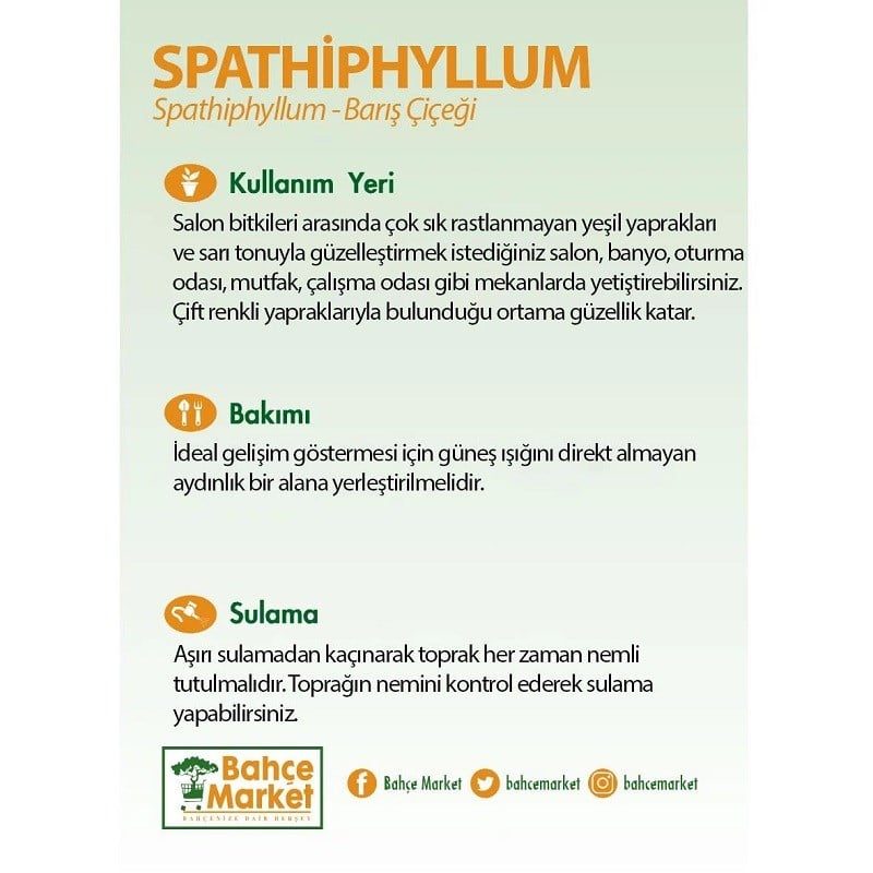 Spathiphyllum ( Barış Çiçeği ) 60-80 Cm