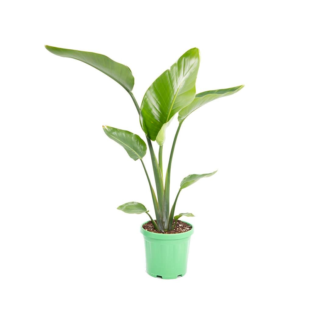 Starliçe (Cennet Kuşu Çiçeği) Tekli  60 - 80 Cm