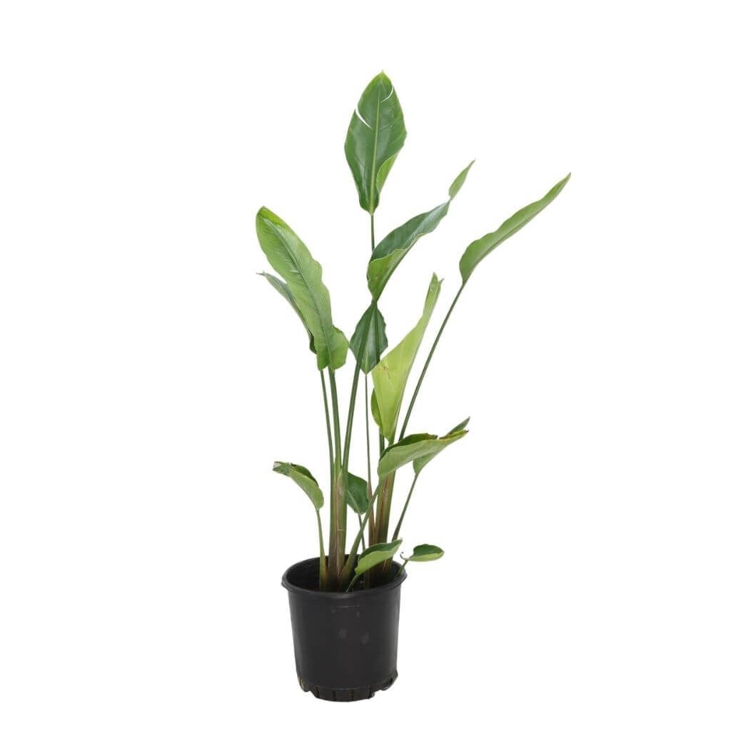 Starliçe Nicolai 2 Kök 80-100 Cm