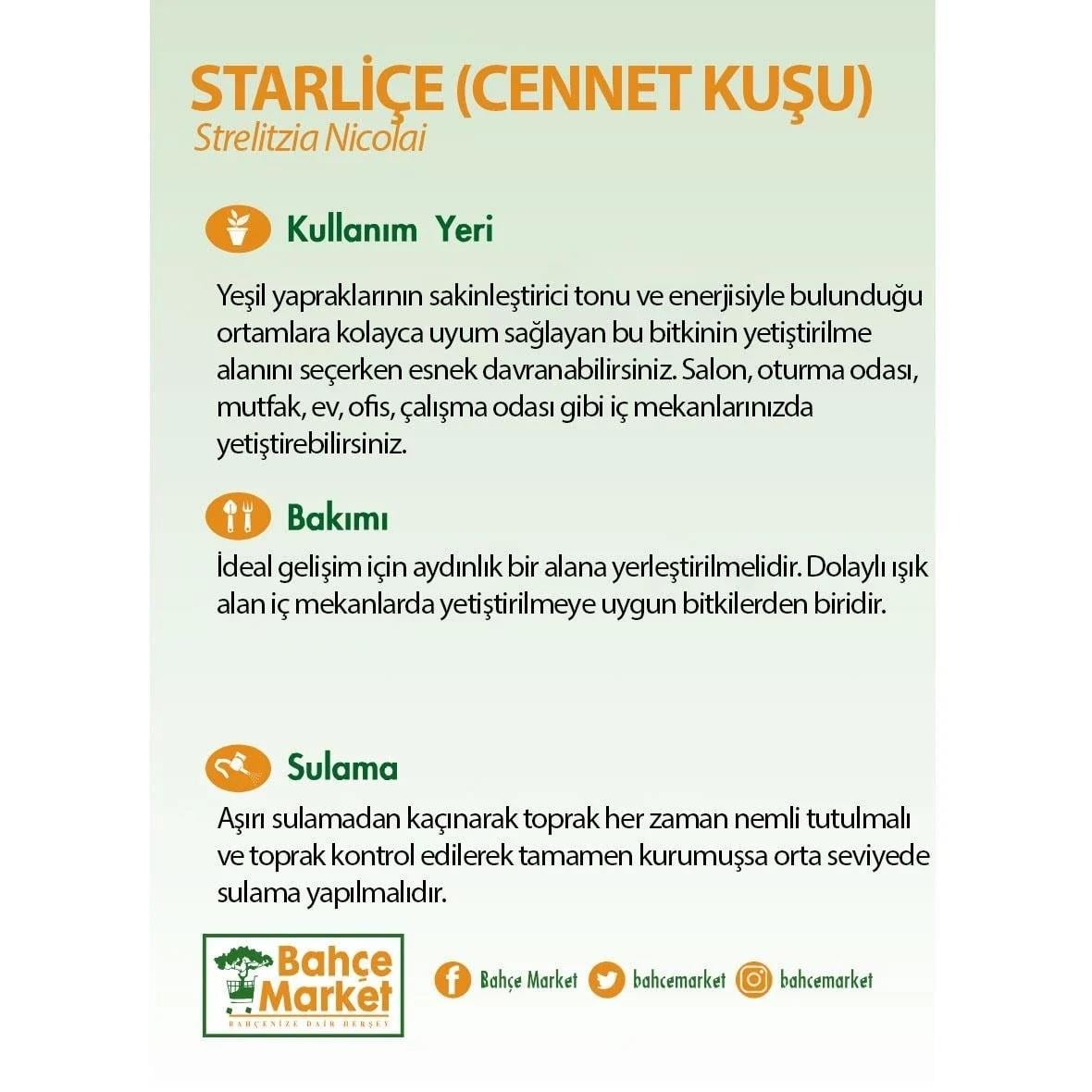 Starliçe Nicolai (Cennet Kuşu) 20 - 30 Cm