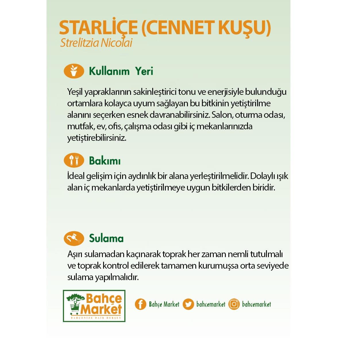 Starliçe Reginae - Cennet Kuşu 100 - 125 Cm Yeşil
