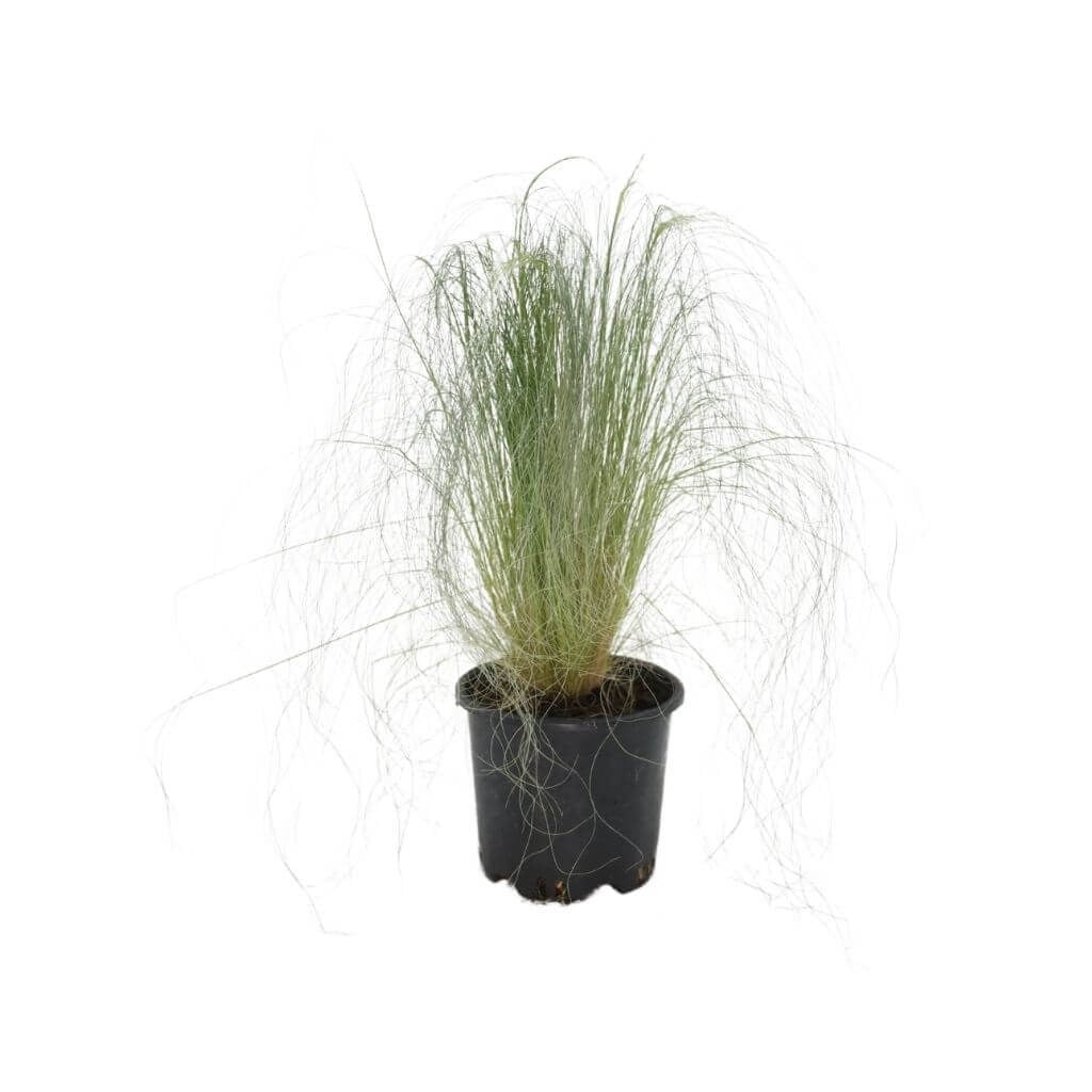 Stipa (At Kuyruğu)