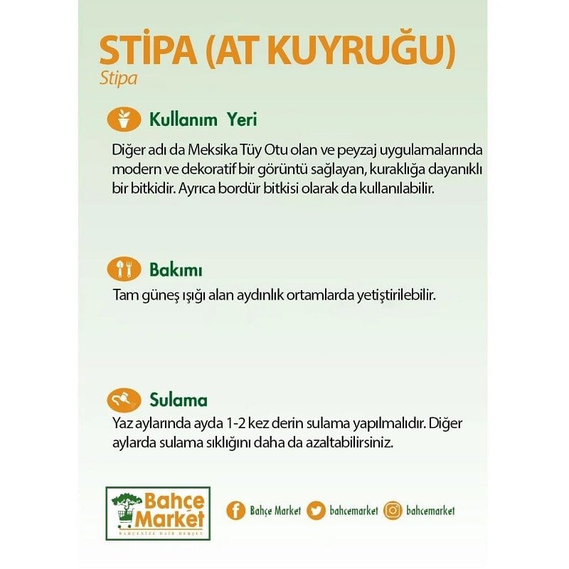 Stipa (At Kuyruğu)