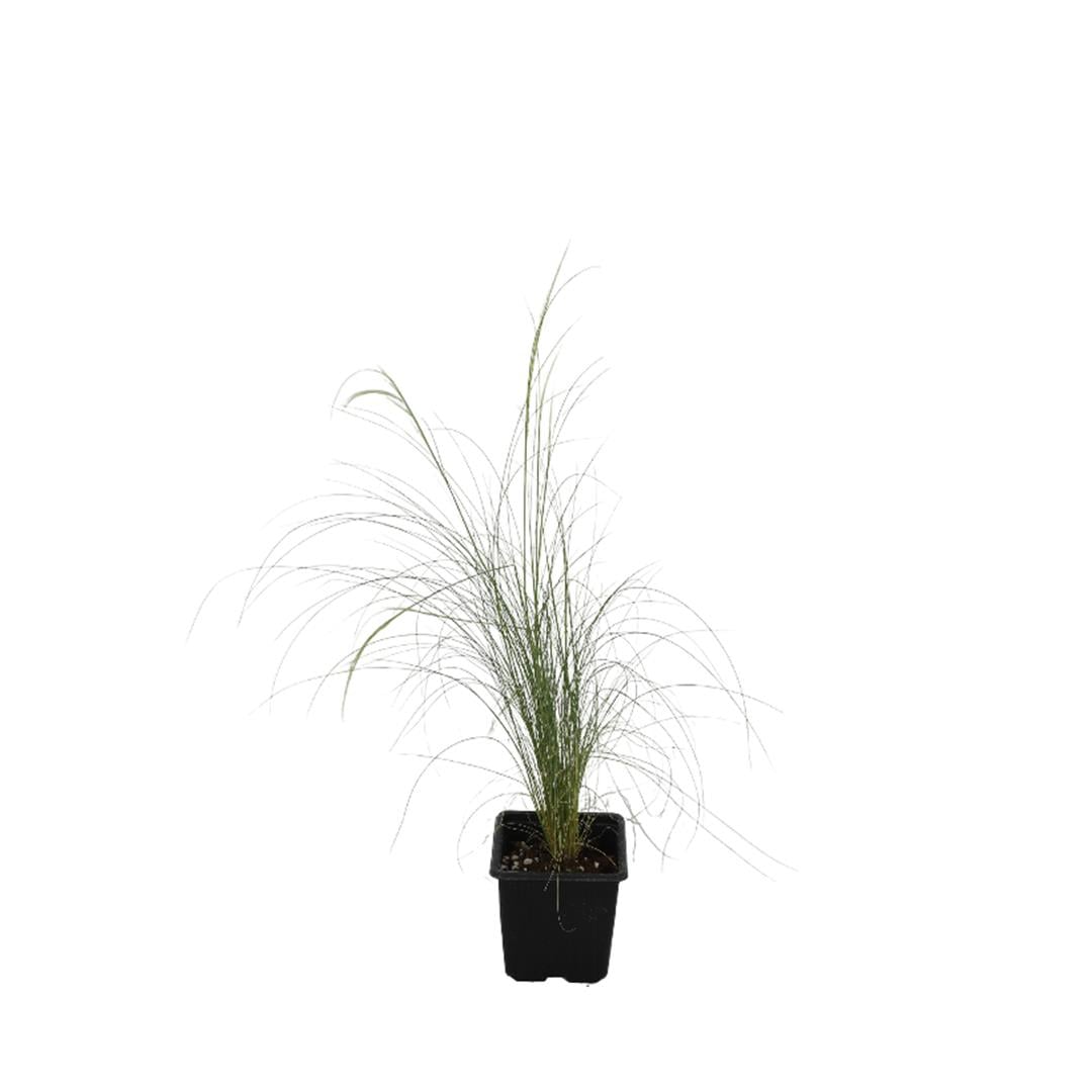 Stipa (At Kuyruğu)