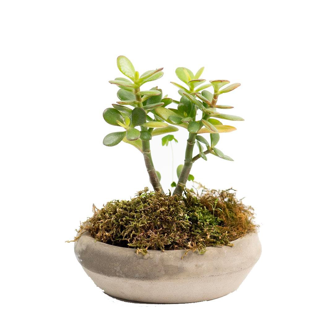 Succulent Bonsai 6