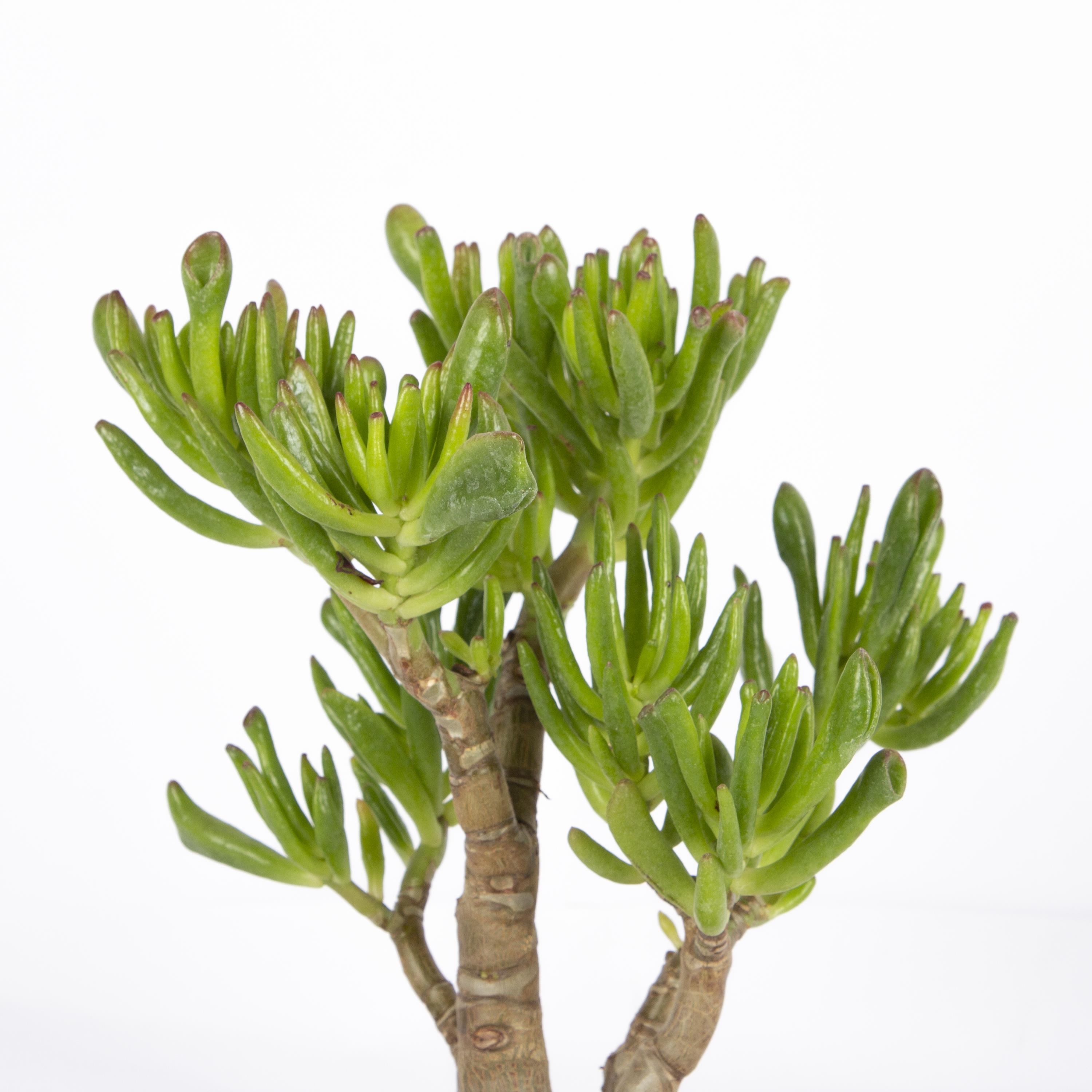 succulent-bonsai-81219-cm-2-4b26.jpg
