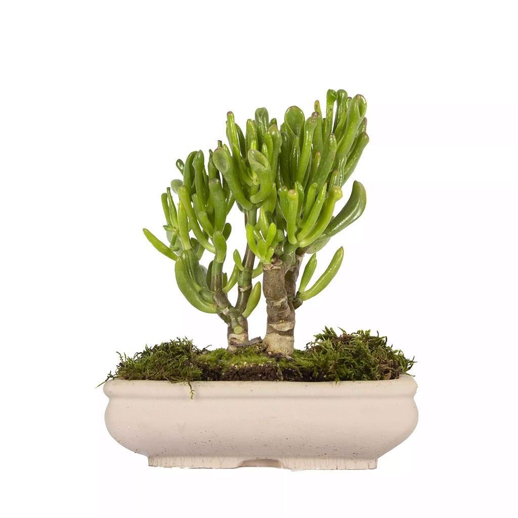 succulent-bonsai-81219-cm-253b91.jpg