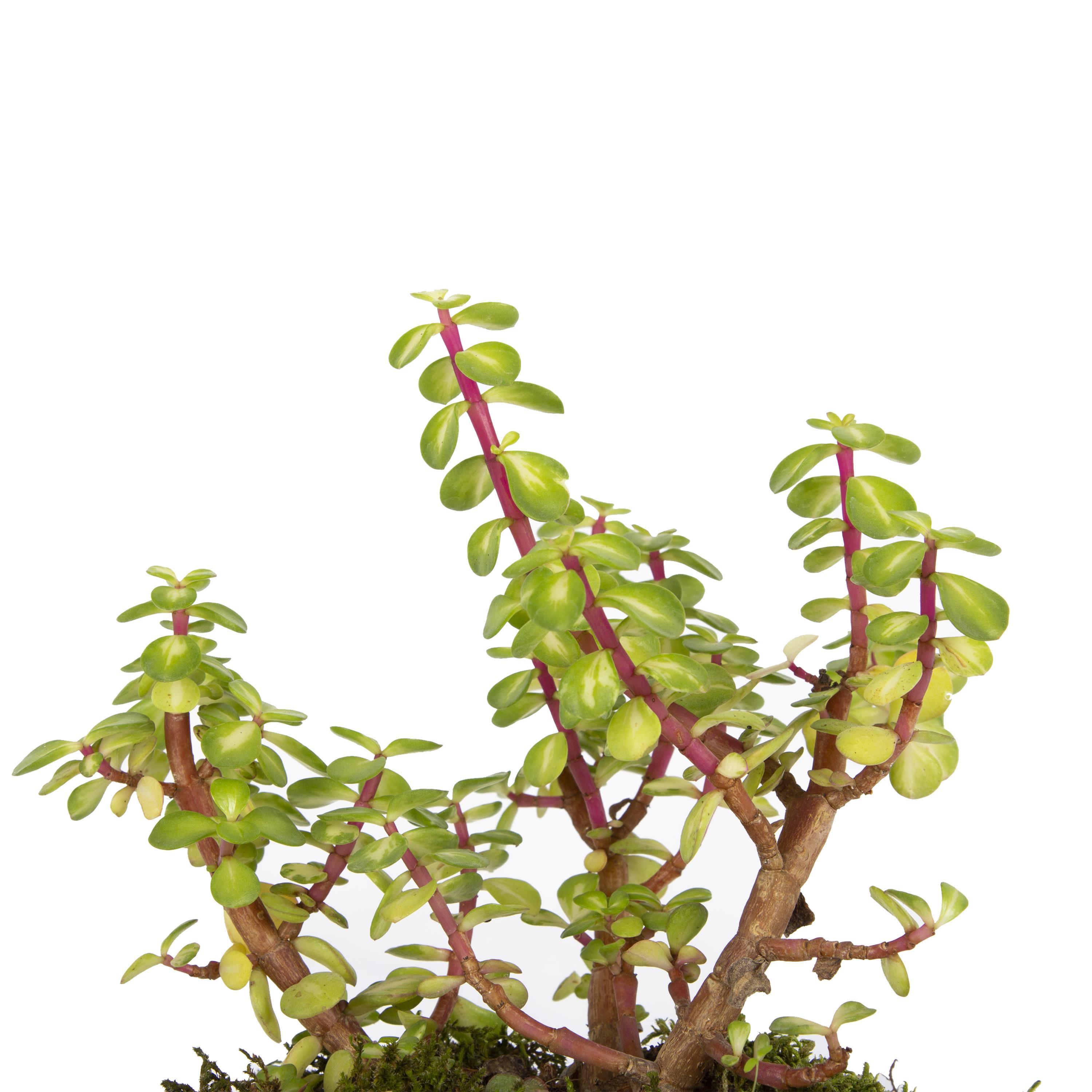 succulent-bonsai-81219-cm-2ff91a.jpg