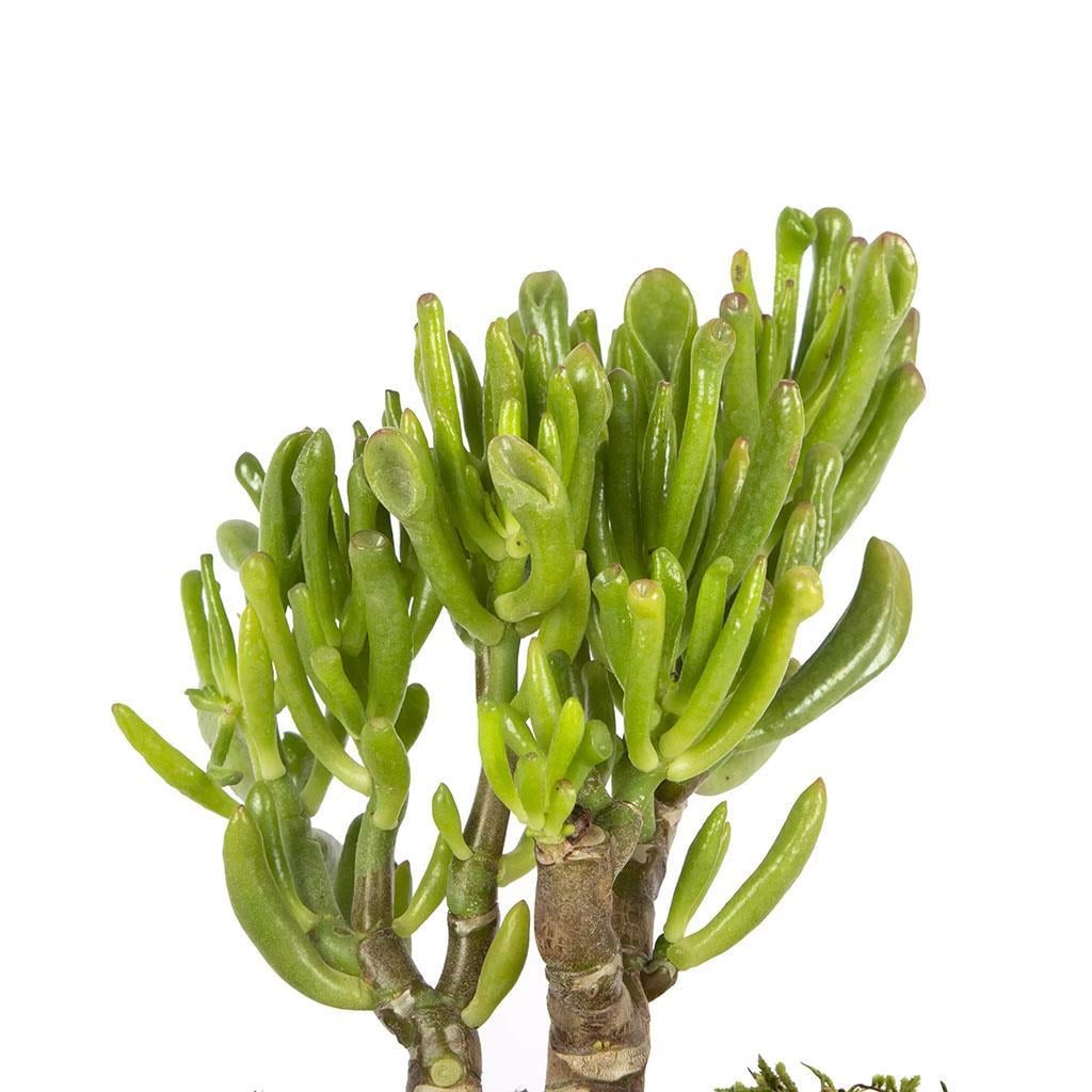 succulent-bonsai-81219-cm-4c41b2.jpg