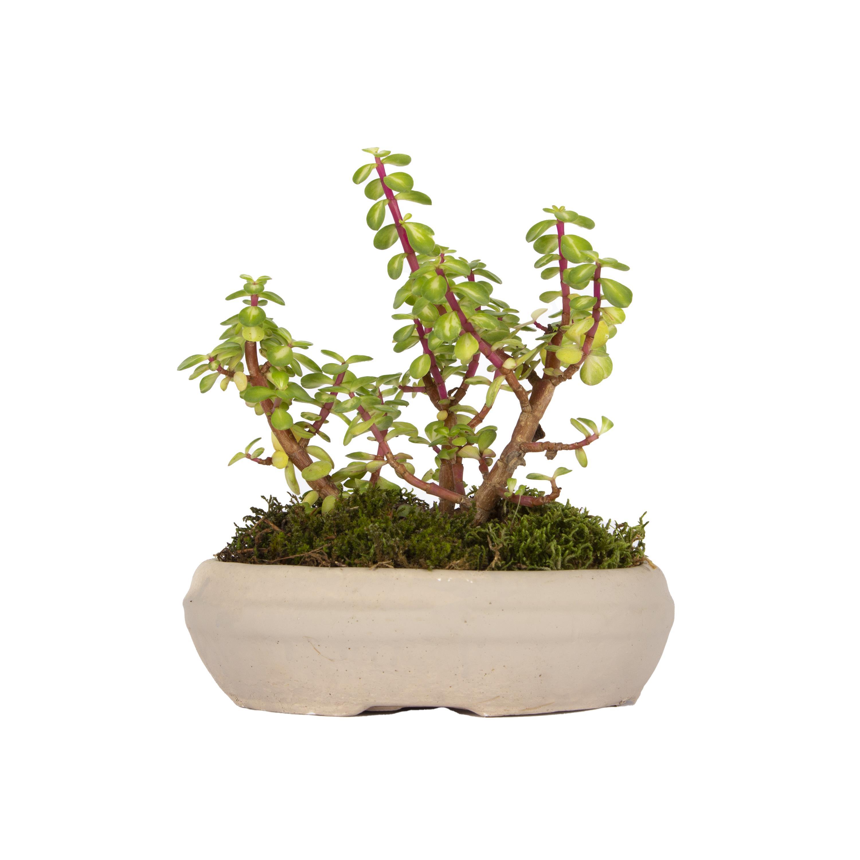 succulent-bonsai-81219-cm-a39c-6.jpg