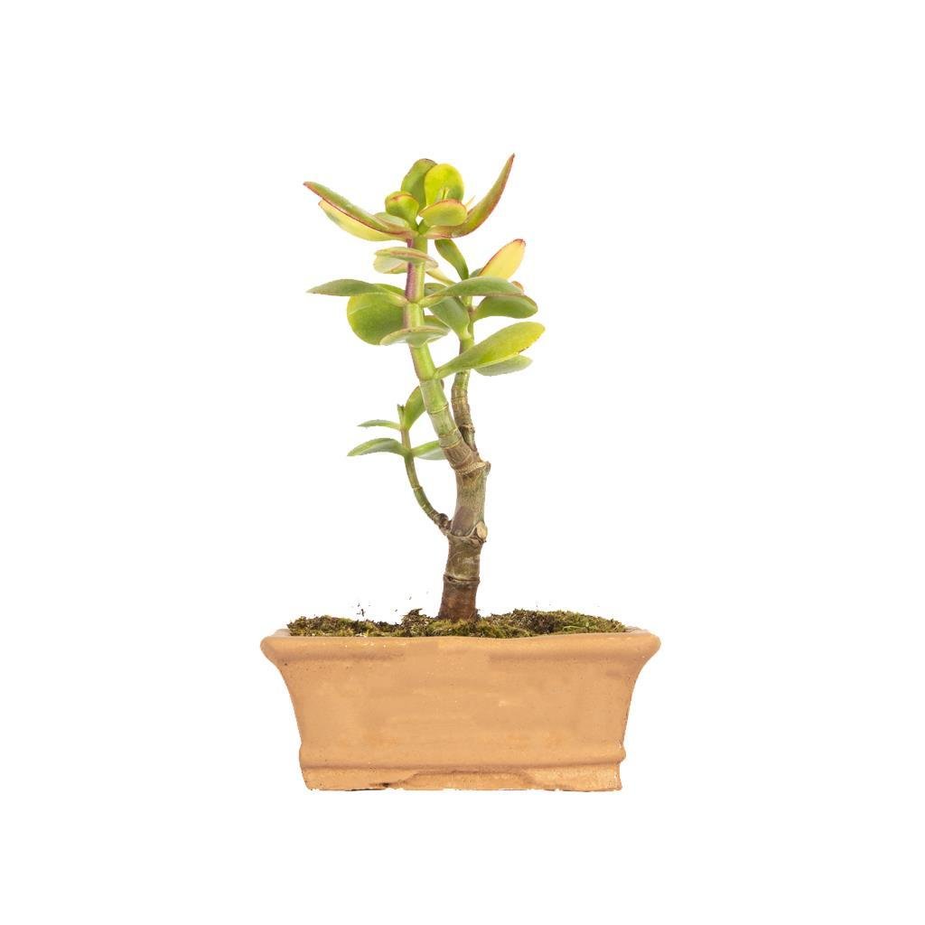 succulent-bonsai-9e891-.jpg