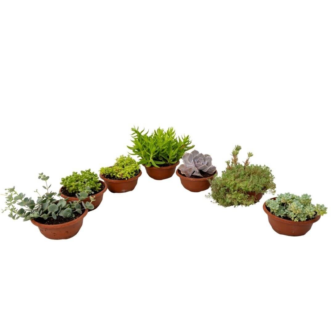Succulent Mini Aranjman Yeşil