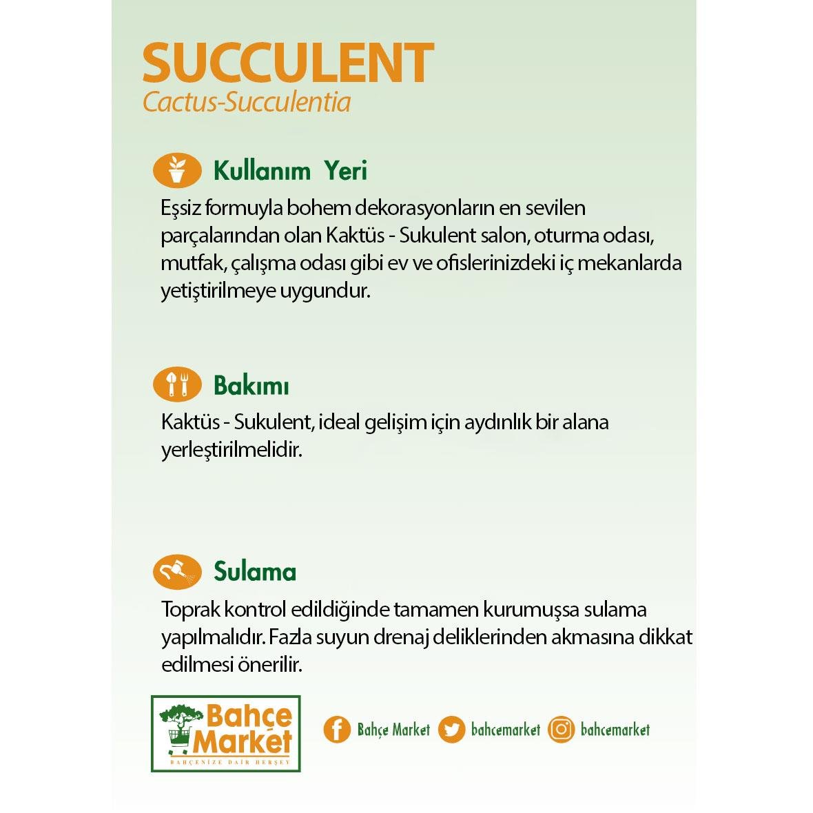 Succulent Mini Aranjman Yeşil