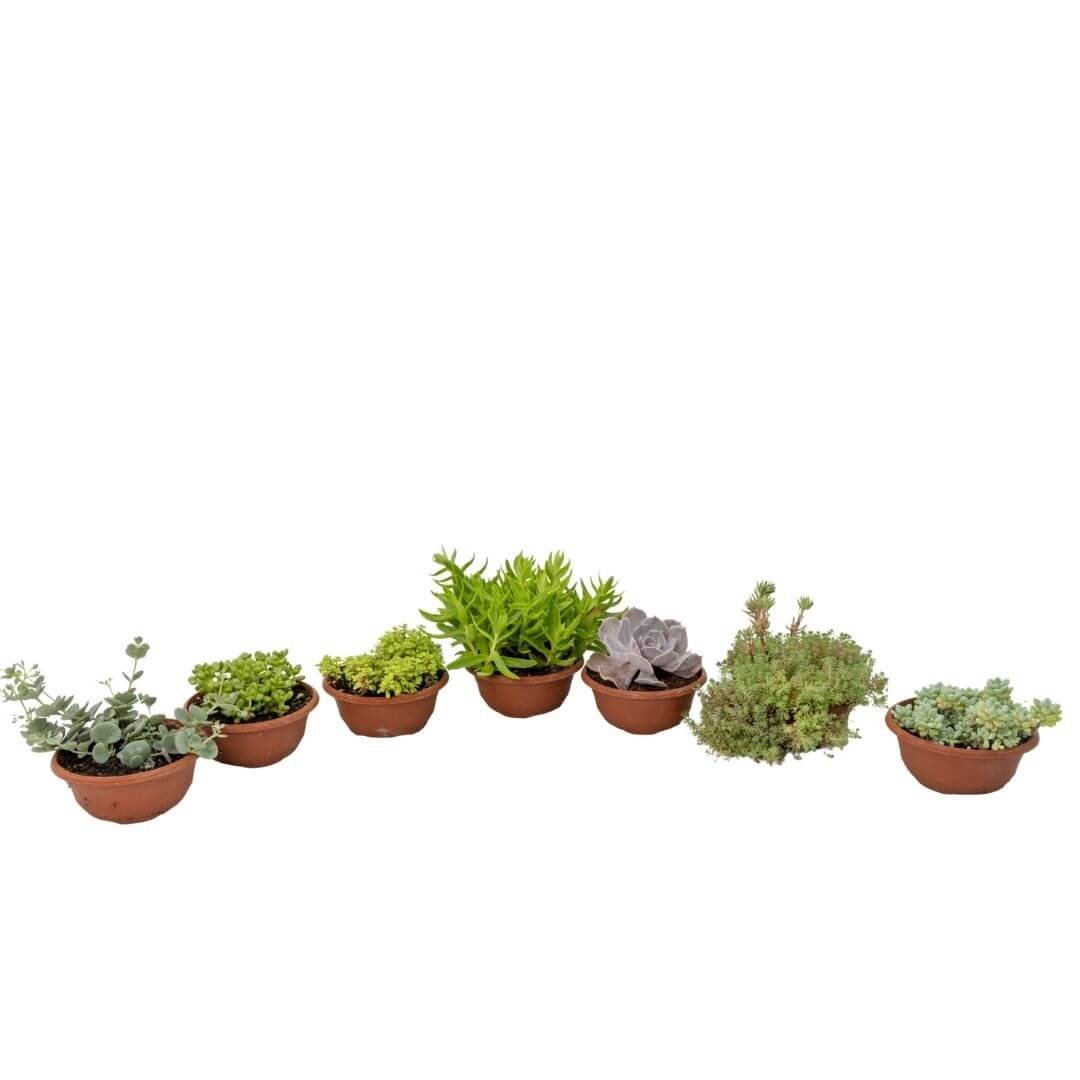 Succulent Mini Aranjman Yeşil