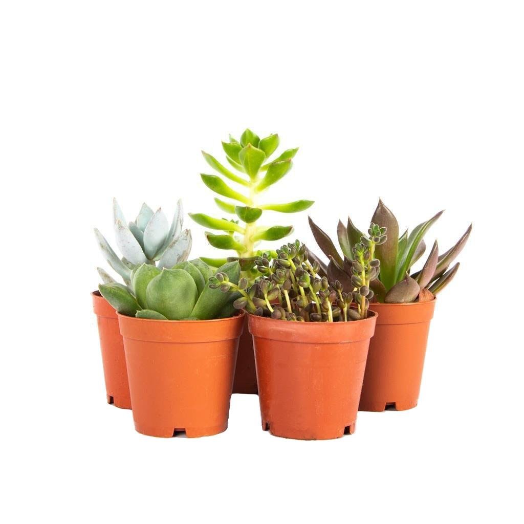 Succulent Mix 5-10 Cm Yeşil