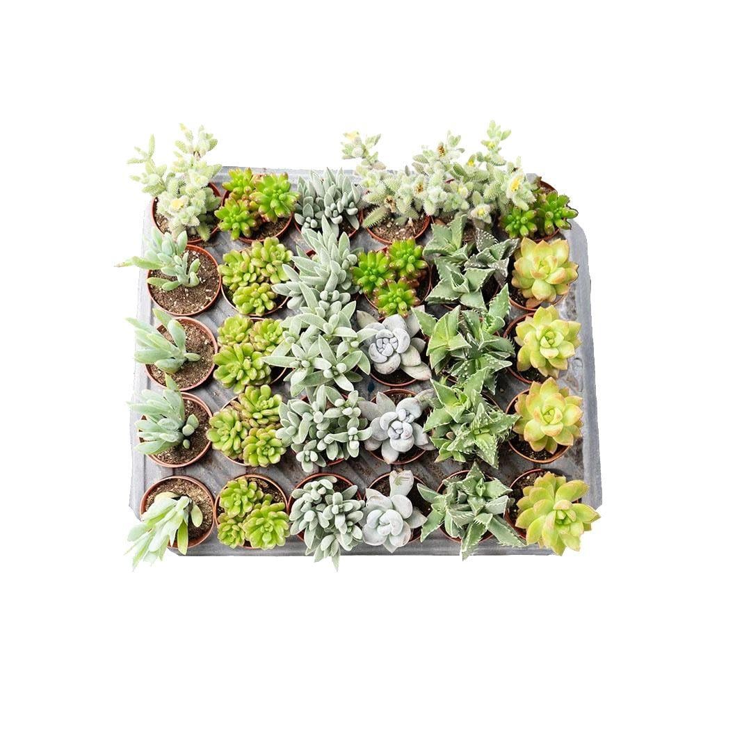 Succulent Mix Çap: 8,5 Cm Boy: 5 - 10 Cm