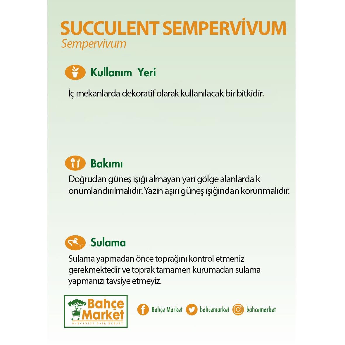 Succulent Sempervivum Yeşil
