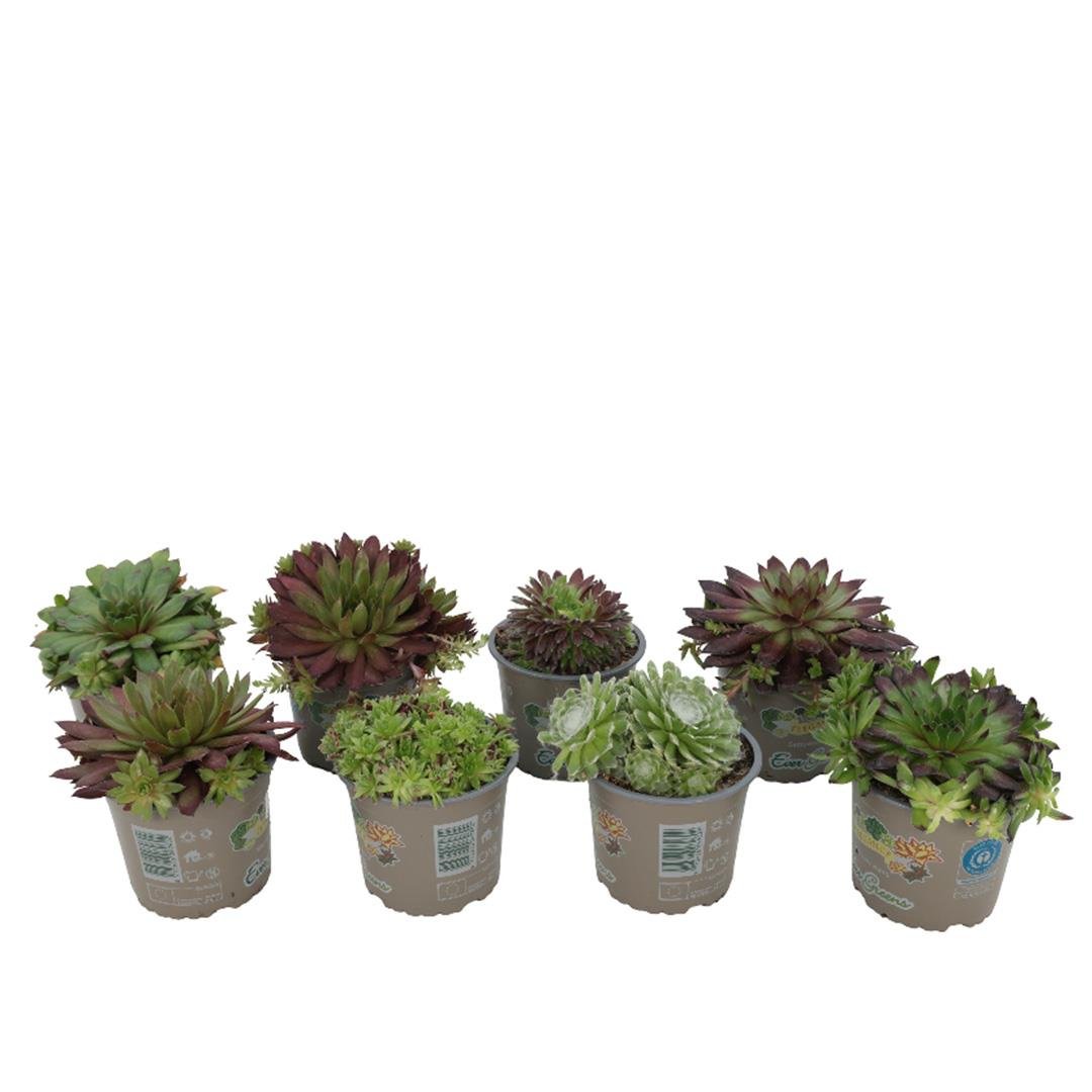 Succulent Sempervivum Yeşil
