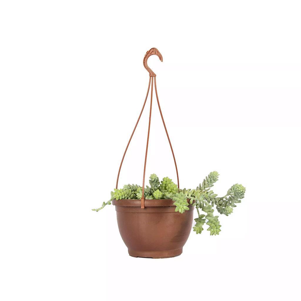 succulent-senecia-12-askili-10-20-cm-6-4e98.jpg