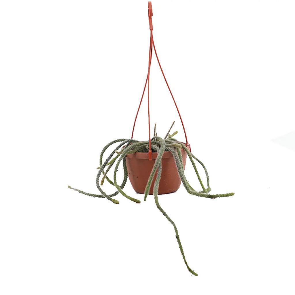 succulent-senecia-12-askili-10-20-cm-800c77.jpg