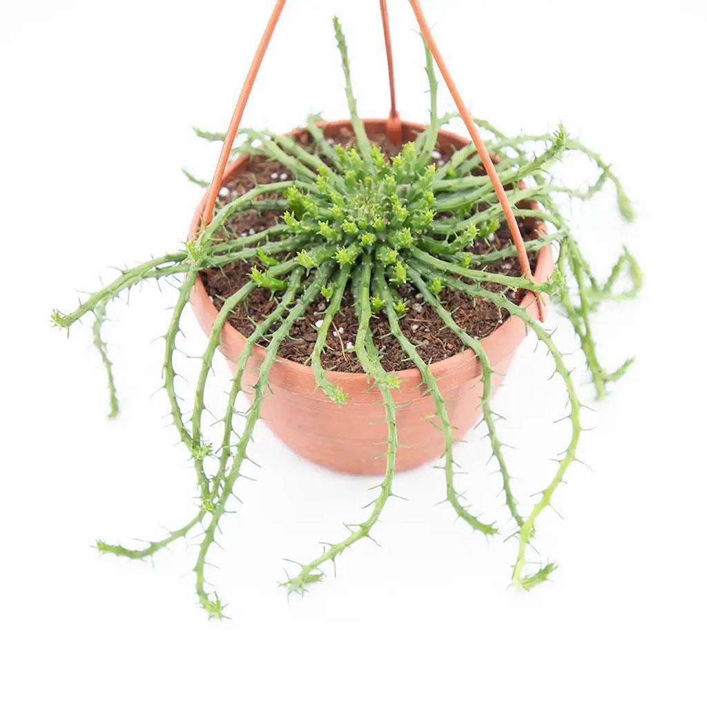 succulent-senecia-12-askili-10-20-cm-8ef9c3.jpg