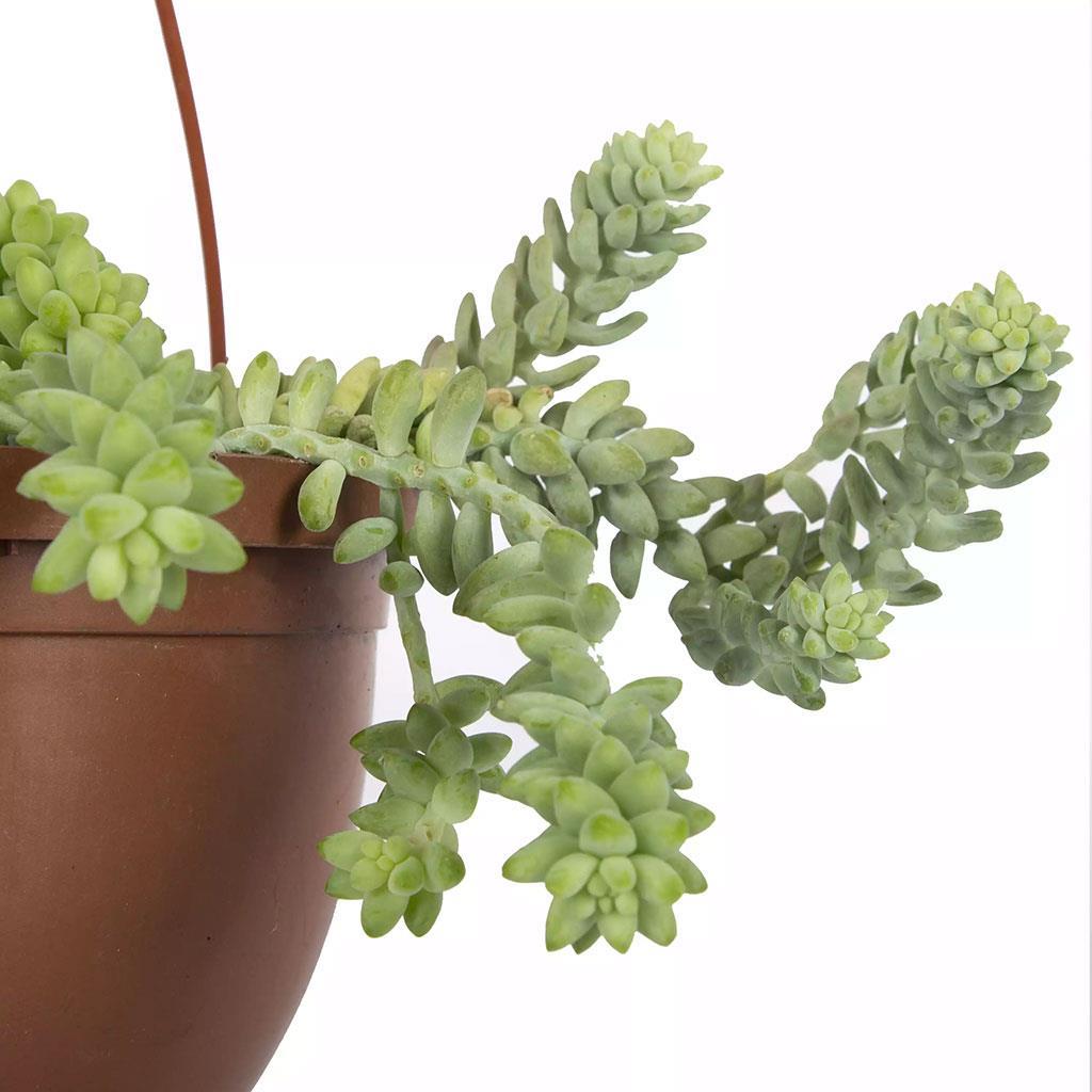 succulent-senecia-12-askili-10-20-cm-ed-765.jpg