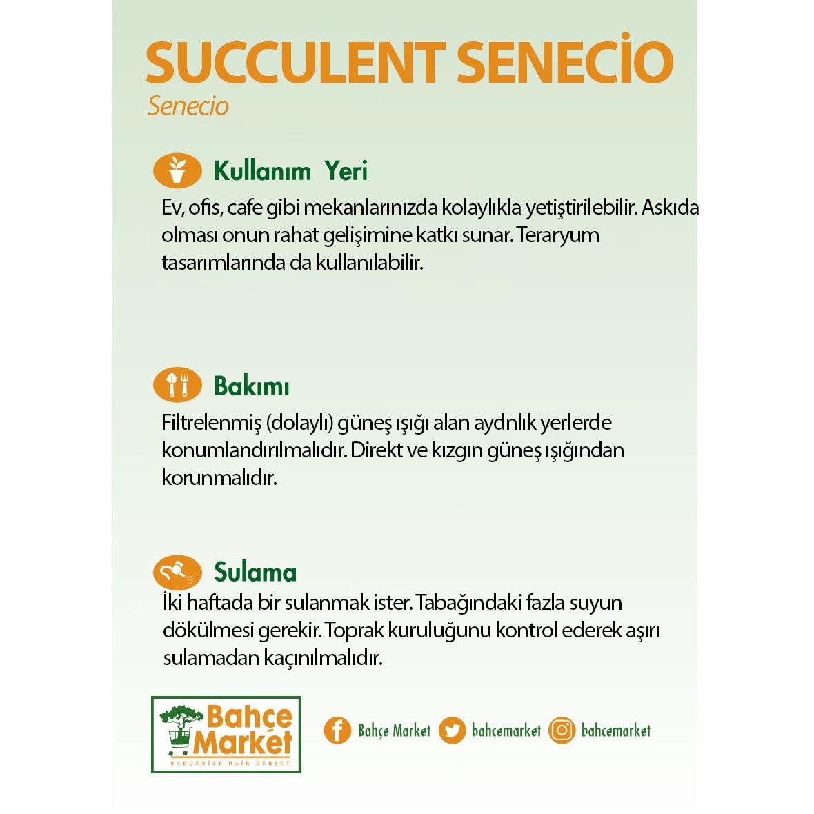 Succulent Senecio 12Ø  Askılı 10-20 Cm