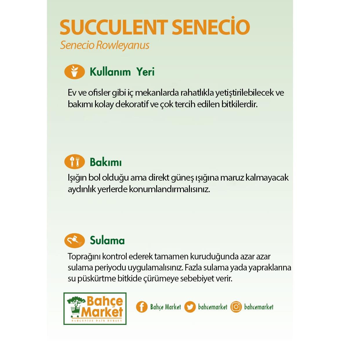 Succulent SenecioAskılı 10-20 Cm