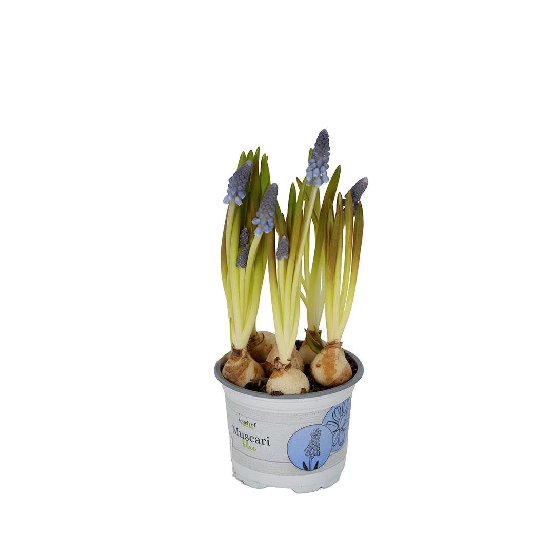 Sümbül Çiçeği (Muscari)